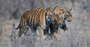 Reference image of Tiger