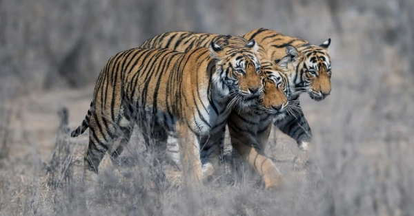 Reference image of Tiger